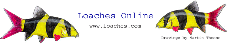 http://www.loaches.com/