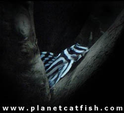 http://www.planetcatfish.com/