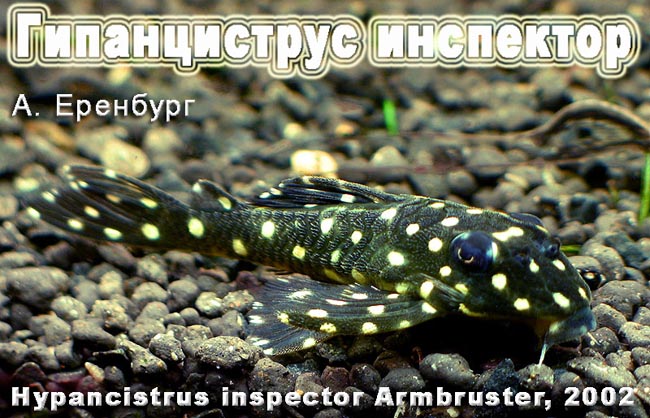 Hypancistrus inspector