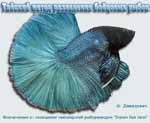 Betta_Tai