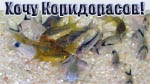 Choose corydoras