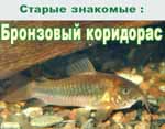 Corydoras aeneus